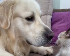 Golden Retriever und eine Katze. Quelle: YouTube Screenshot