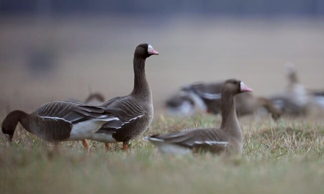 Zwerggänse. Quelle: YouTube Screenshot
