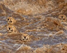 Gucken Sie sich 5 Geparden mal an, die einen Fluss voller Krokodile überqueren. Gestreifte Gebrüder