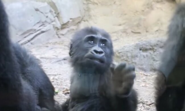 Es gibt keine ungewünschte Kinder. Quelle: Screenshot YouTube