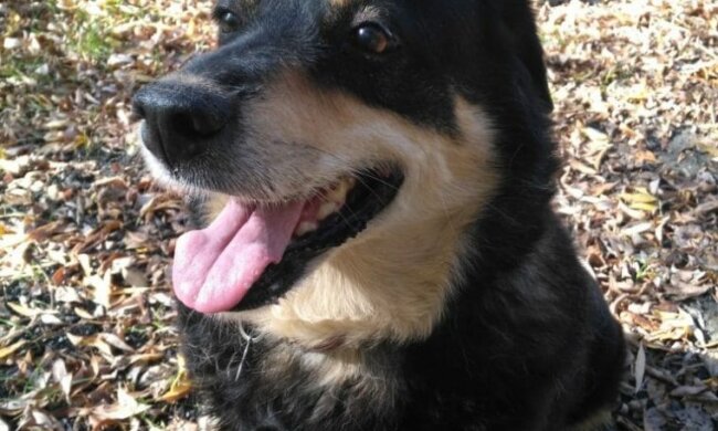 Wie ein trauriger Tierheimwelpe schnell zum Herren des neuen Hauses wurde