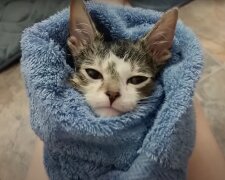 Pflegen mit Liebe: Das besondere Kätzchen muss nach jeder Mahlzeit in eine Decke eingewickelt werden
