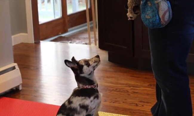 Ally als Welpe. Quelle: Youtube Screenshot