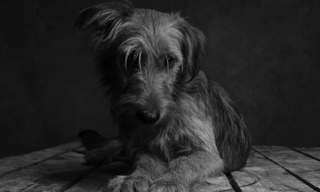 Phänomenale Hingabe