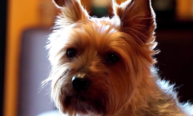 Yorkshire Terrier. Quelle: Screenshot Youtube