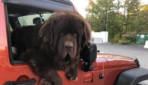 Hunde von beeindruckender Größe: Sie machen es deutlich, wer zu Hause "der Herr" ist