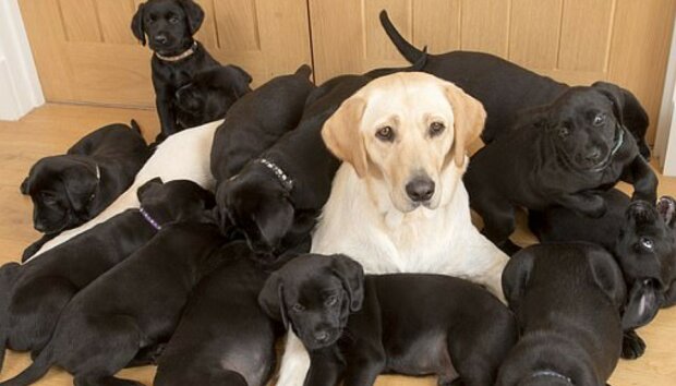 Warum hat eine helle Labrador-Mutter schwarze Welpen zur Welt gebracht