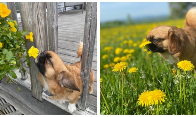 Finn. Quelle: Screenshot