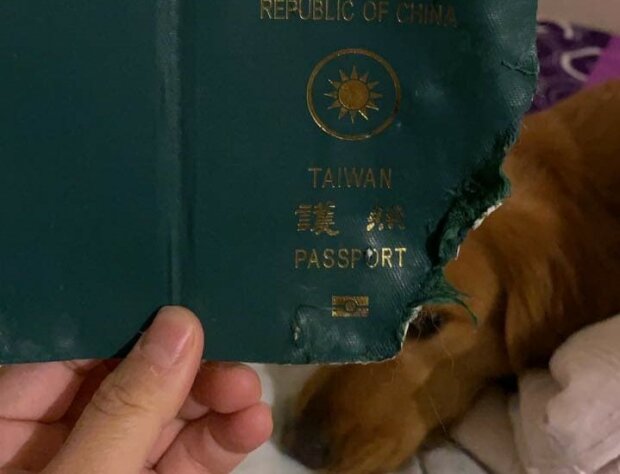 Der Hund aß den Pass seiner Besitzerin und rettete ihr das Leben