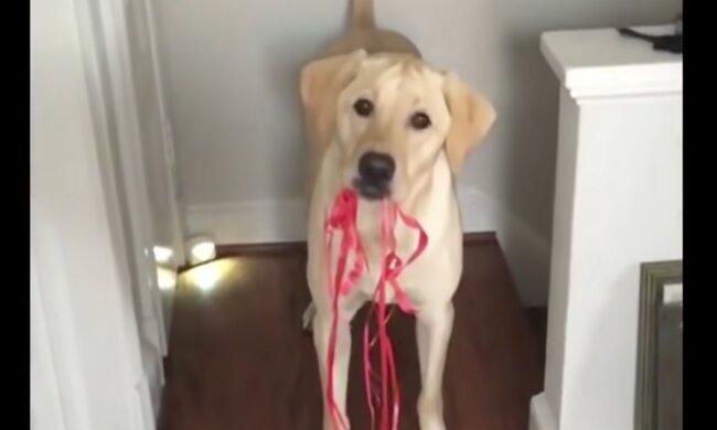 Liebling der Familie. Quelle: Screenshot YouTube