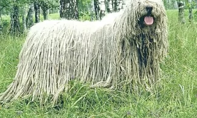 Hund. Quelle: Screenshot YouTube