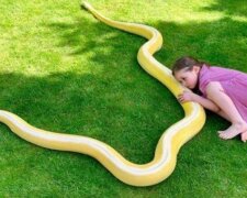 Klein und furchtlos: das Mädchen hat seit Kindheit eine zärtliche Freundschaft mit einem Zwei-Meter-Python