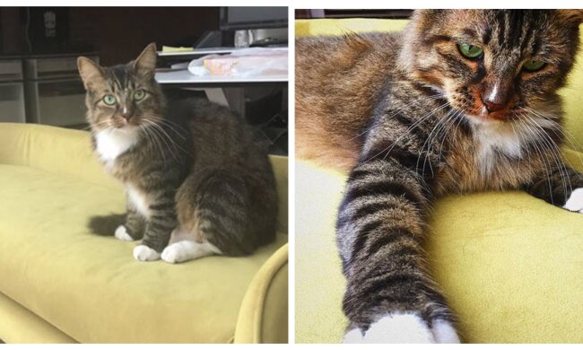 Geschäftskatze. Quelle: Screenshot