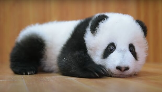 Ein neugeborener Panda. Quelle: YouTube Screenshot