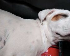 “Schlafend, Baby”: Ein schmutziger, müder Hund sprang zu Fremden in ein Auto, wo er von einem Traum ruiniert wurde