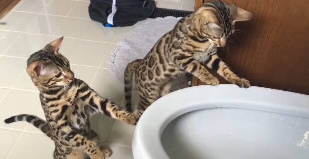 Bengalkatzen. Quelle: Youtube Screenshot