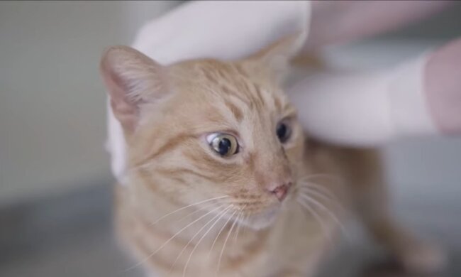 Der Kater. Quelle: Youtube Screenshot