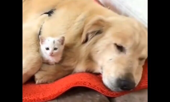 Hund mit Katze. Quelle: Youtube Screenshot