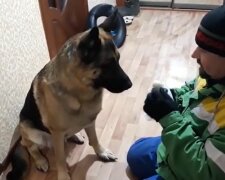 Unglaublich treuer Hund rettet seinem Besitzer das Leben. Quelle: Youtube Screenshot