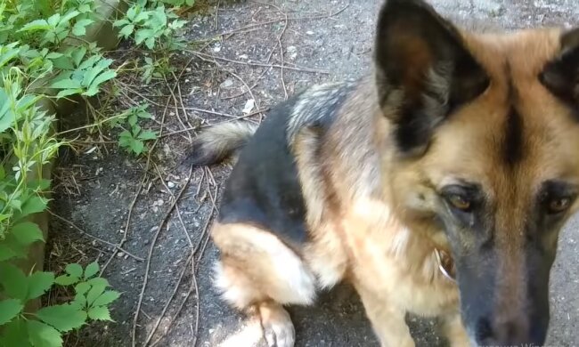 Alter Hund. Quelle: Youtube Screenshot