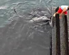 Der Junge fütterte den Fisch auf dem Dock, aber ein riesiger Stachelrochen schwamm zu seinem Köder