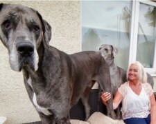 Die Größe ist beeindruckend: Die Deutsche Dogge gewann zwei Weltrekorde