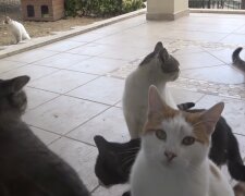 Katzen.  Quelle: Screenshot YouTube