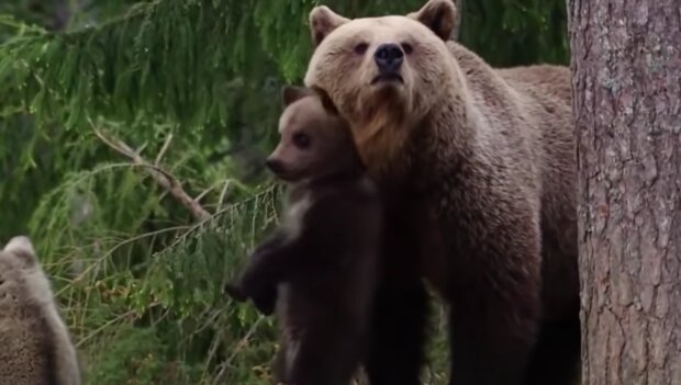Niedliche Bärenfamilie. Quelle: YouTube Screenshot