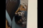 Katzenfamillie. Quelle: Youtube Screenshot