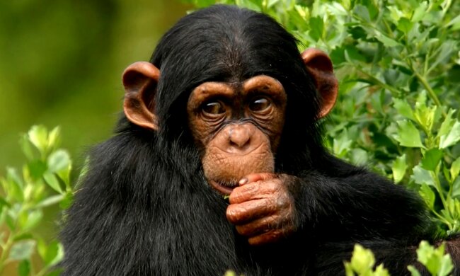 Schimpanse. Quelle: Screenshot Youtube