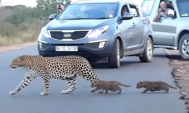 Eine Leopardin bewegt ihre Kätzchen vor Menschen über die Straße