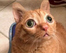 Eine Katze mit ungewöhnlichen Augen
