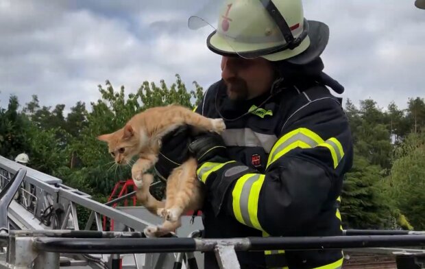 Feuerwehrmann rettet eine Katze. Quelle: Screenshot Youtube