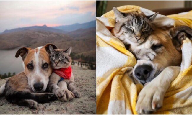 Katze und Hund. Quelle: Screenshot