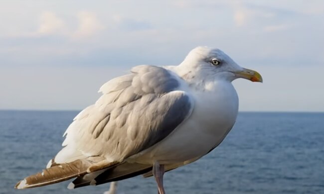 Möwe. Quelle: Screenshot YouTube