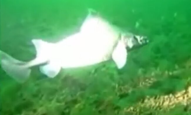 Oxynotus centrina. Quelle: YouTube Screenshot