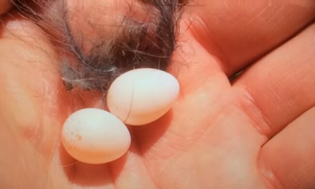 Der Mann fand die kleinsten Eier und beschloss Küken daraus aufzuziehen