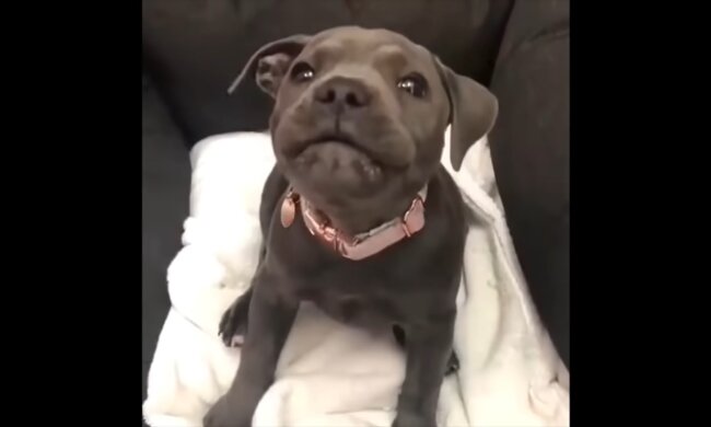 Geretteter Pitbull verlässt mit neuer Familie übermütig das Tierheim