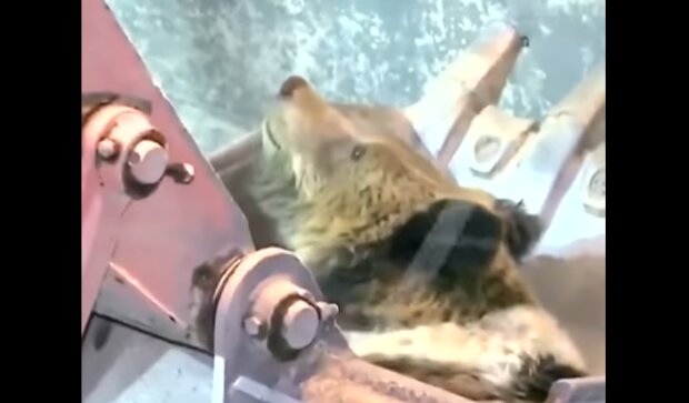 Die Rettung ist da: Ein festsitzender Bär musste mit einem Bagger herausgezogen werden