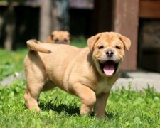 Echte Freundschaft: Ein gutherziger Hund hat die Freundin im Stich nicht gelassen