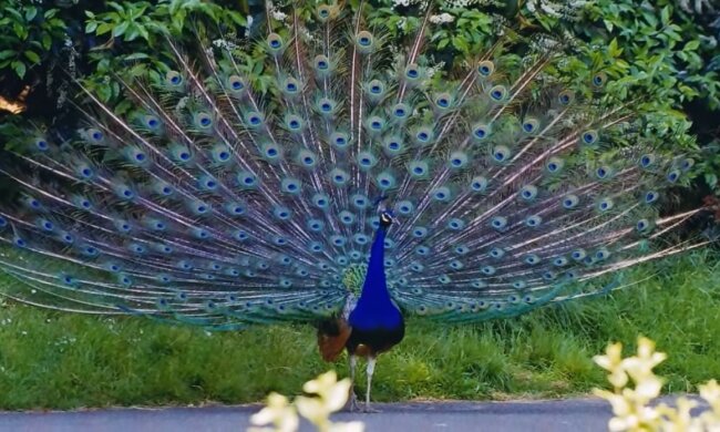 Luxuriöser Vogel auf der Suche nach Liebe