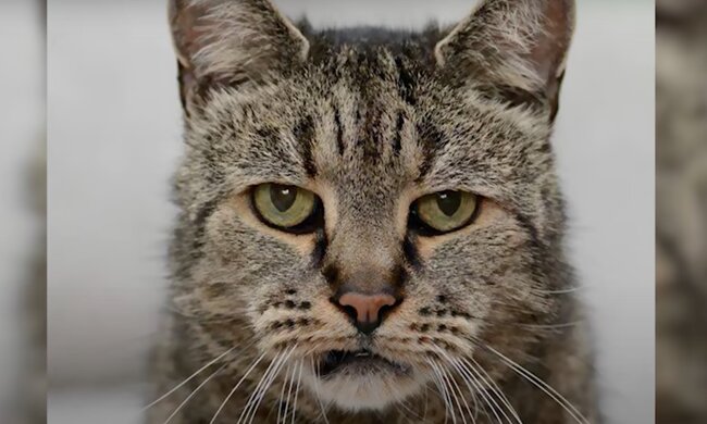 Der Kater. Quelle: Screenshot YouTube