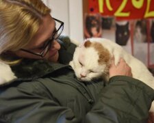 „Wir werden niemanden nehmen“: sagte Frau in einem Tierheim, doch einem Kater gelang es, sie zu bezaubern