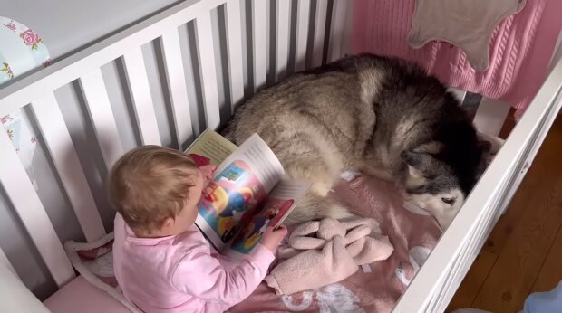 Husky mit dem Baby im Bett. Quelle: Youtube Screenshot