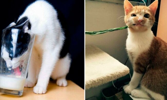 Ein paar einheimische Witzlinge, denen der Besitzer für einen Moment den Rücken zudrehte