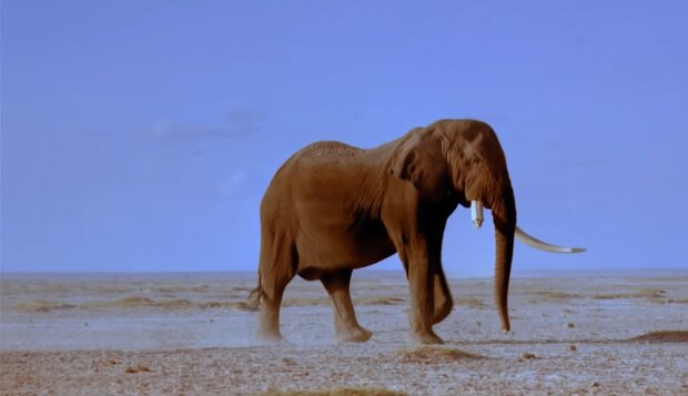 Elefant. Quelle: YouTube Screenshot