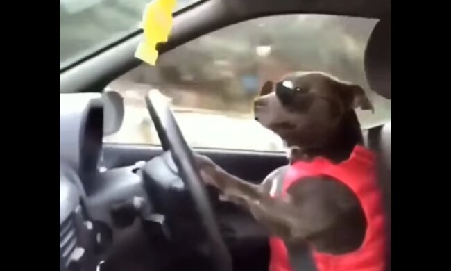 Hund am Lenkrad. Quelle: Screenshot Youtube