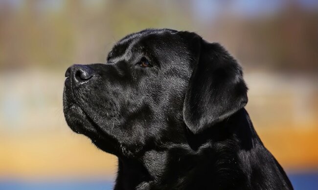 Lang erwartete Rückkehr nach Hause