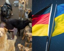 Ukrainische Tiere kommen in deutsche Tierheime. Quelle: Screenshot