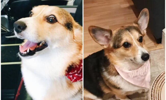 Corgi Cora. Quelle: Screenshot Youtube